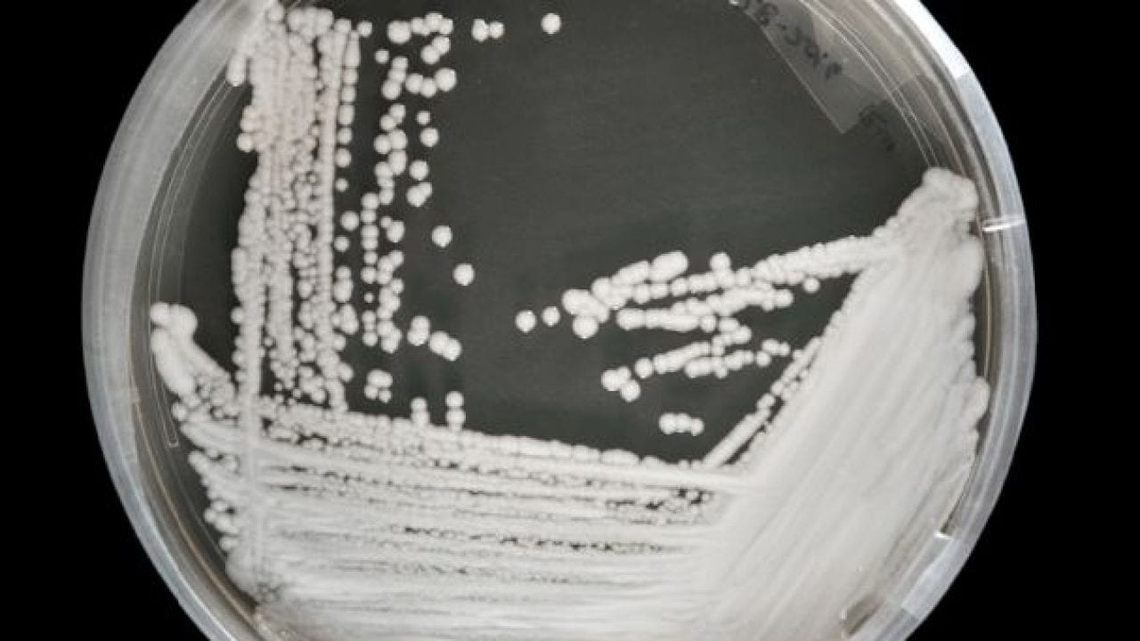 Candida auris, il fungo che sopravvive ai farmaci: nel 2050 farà più morti del cancro