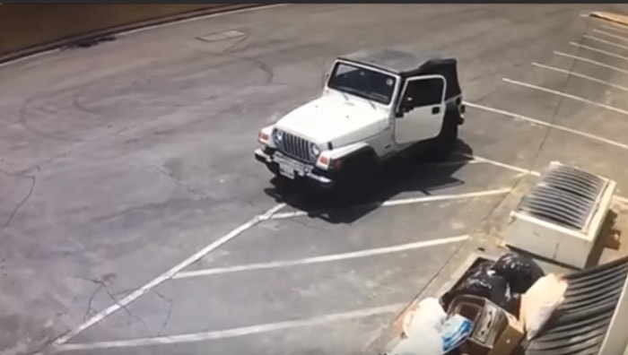 California, sette cuccioli di cane appena nati gettati nel cassonetto: arrestata