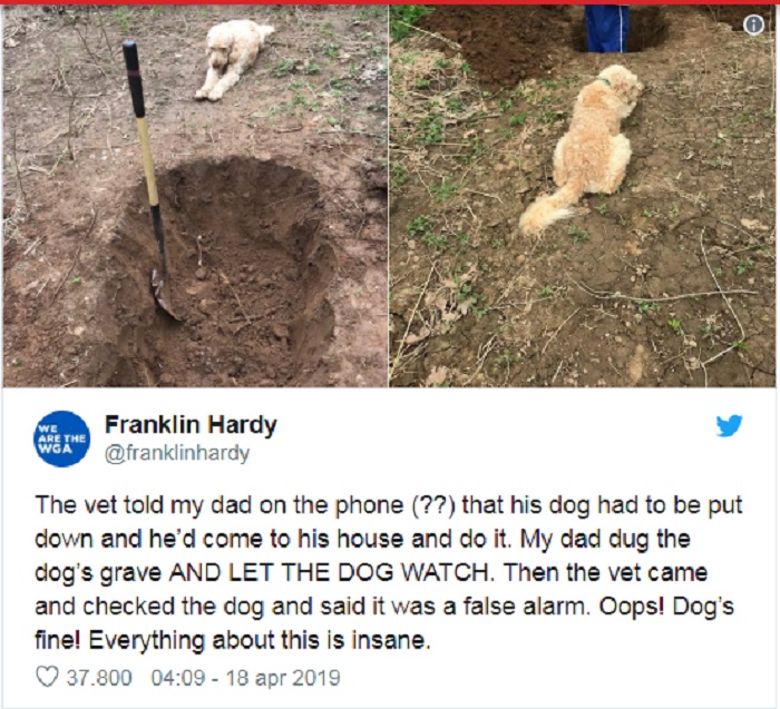 Cane malato assiste al padrone che gli scava la fossa