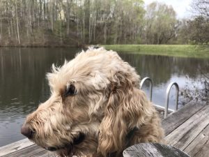 Cane malato assiste al padrone che gli scava la fossa3