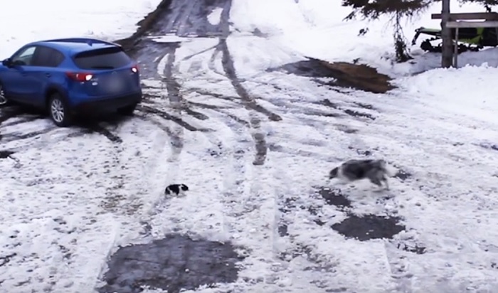 Cane salva il suo amico chihuahua che sta per essere messo sotto dall'auto