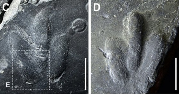 Impronte di dinosauro mai viste in Corea del Sud: tracce di pelle01