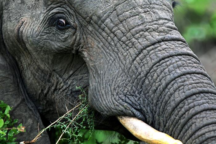 Sudafrica. Bracconiere di rinoceronti ucciso da un elefante e sbranato dai leoni