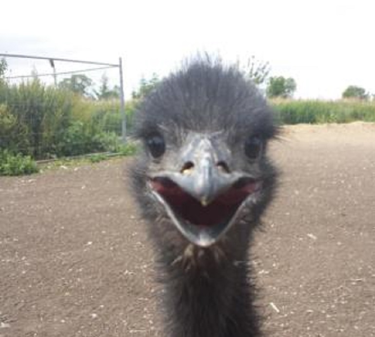 Florida, cade in giardino e viene ucciso dal suo emù