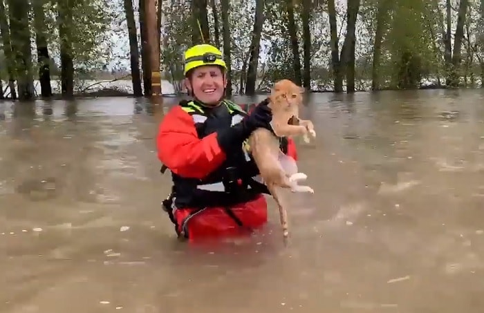 gatto salvato pompieri