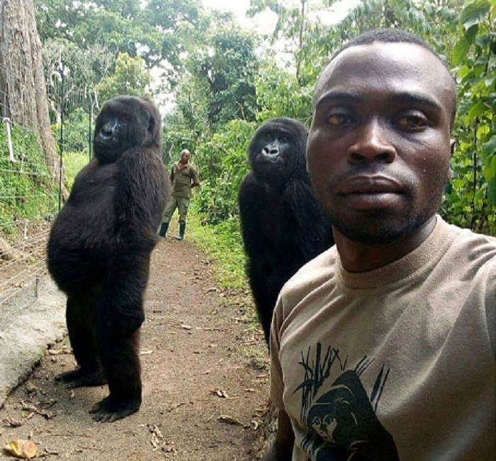 Gorilla in posa per un selfie: la FOTO è diventata virale