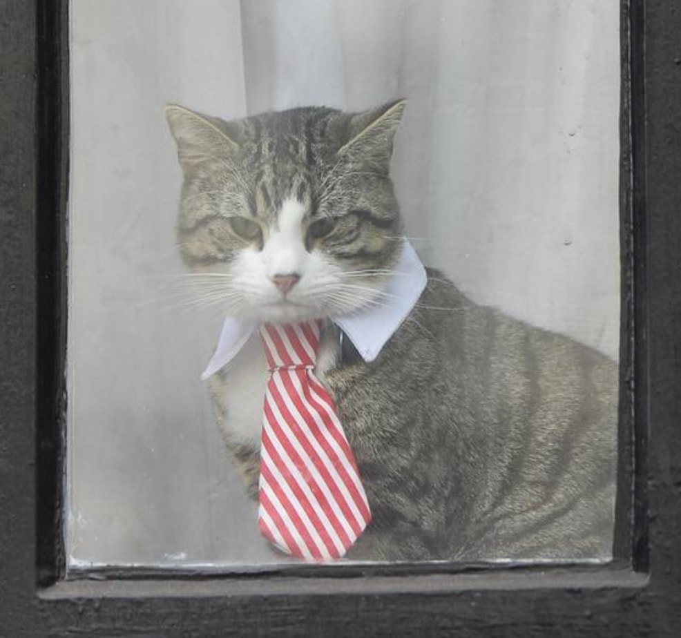 Julian Assange, che fine ha fatto il gatto James? Ecco dove l'hanno portato