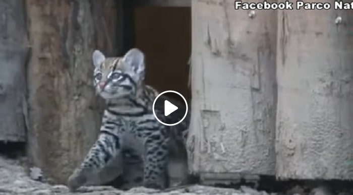 Keyra, primo gattopardo-ocelot nato in un parco in Italia VIDEO