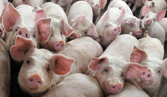 Cina: cento milioni di maiali morti di febbre suina. Verso una crisi alimentare?