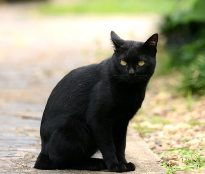 Gatto nero, un museo dedicato a Napoli