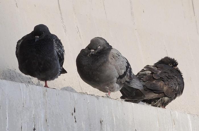 Enpa (protezione animali): "700 piccioni sterminati, denunciamo il sindaco di Terre del Reno (Fe)"