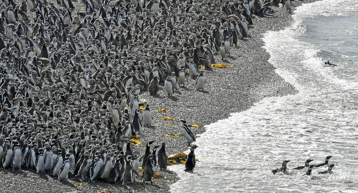 Pinguini imperatori, affogano migliaia di cuccioli. Si scioglie il ghiaccio, non sanno ancora nuotare