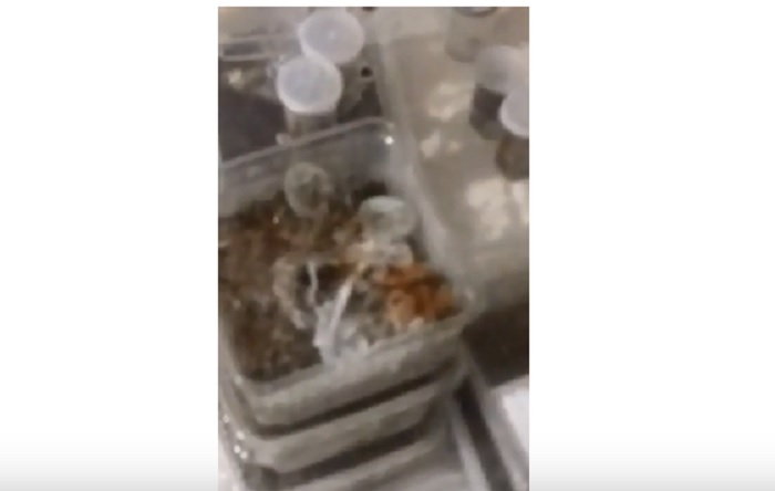 Vicenza, cliente abbandona ragni pericolosi al bed and breakfast