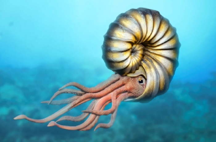 Fossile di ammonite racchiuso nell'ambra: risale al periodo del Cretaceo