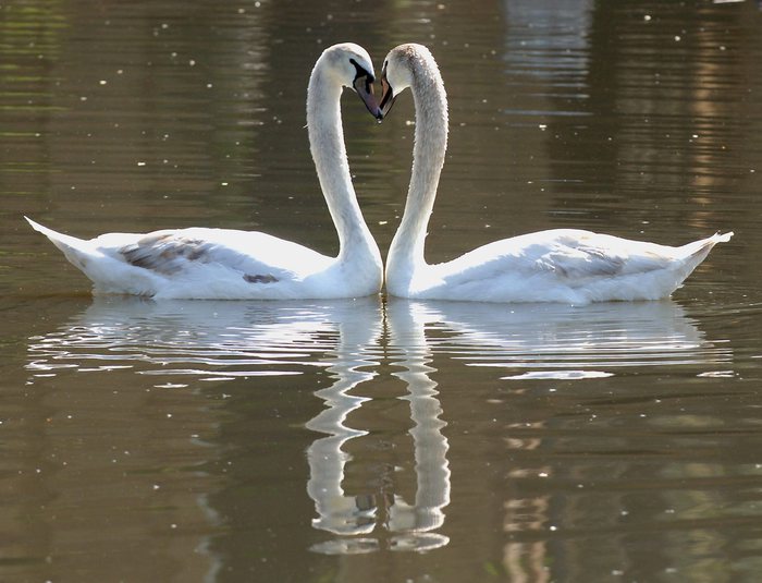 Cigno ucciso a bastonate, la compagna si lascia morire