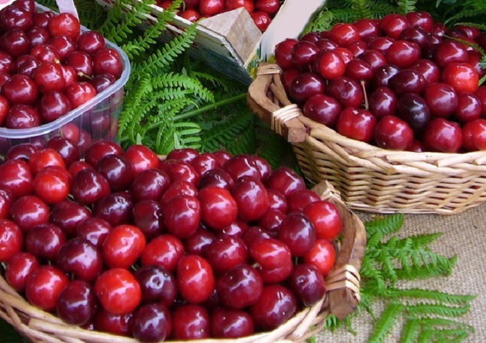 Ciliegie: quest'anno non si trovano. Se si trovano costano 20 euro al chilo e non sono buone