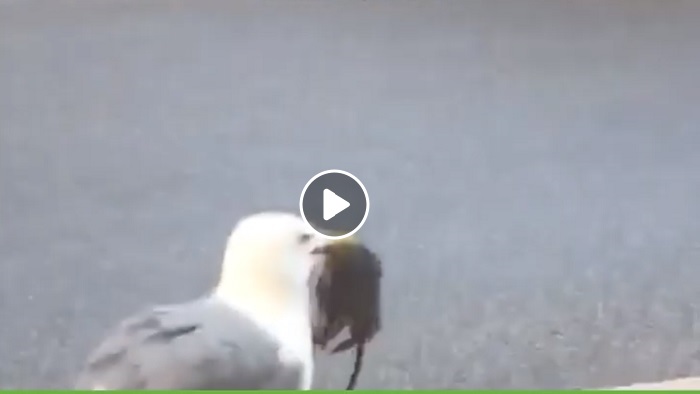 Roma, gabbiano afferra un topo in strada a Ponte Milvio e se lo mangia2