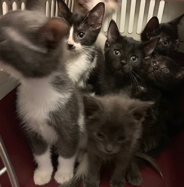 Toronto, 300 gatti trovati in un appartamento