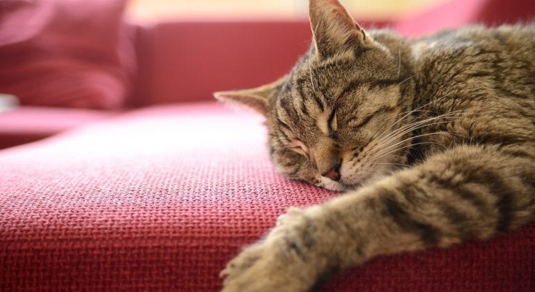 Gatti, 10 regole per mettere in sicurezza la casa