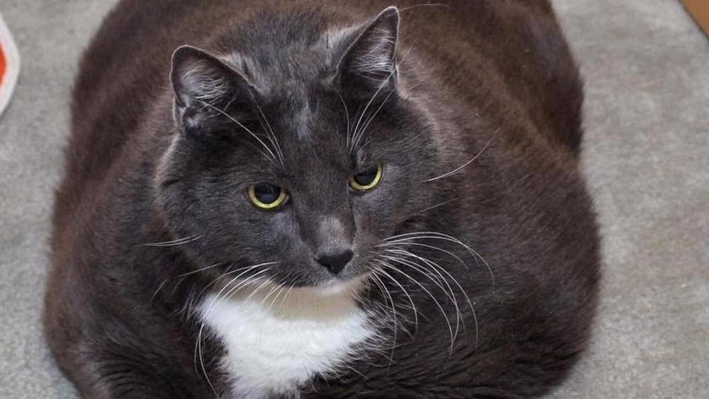 Gatti e cani obesi: un concorso per chi dimagrisce di più