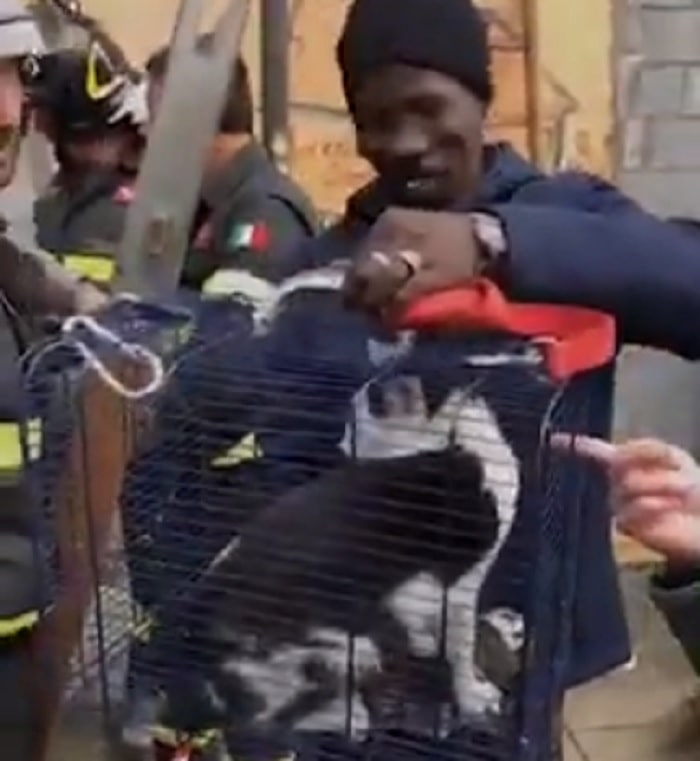 torino gatto trappola