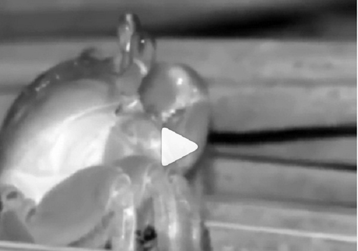 Fabio Colloricchio e Violeta Mangrinan lo fanno davanti alle telecamere di Supervivientes