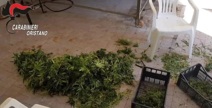 Sardegna: piantagioni di marijuana, anche un carabiniere tra i 18 arrestati