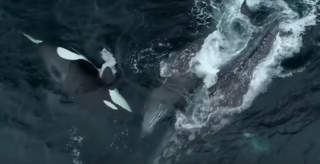Monterey, branco di orche assassine attacca una balena con il suo cucciolo VIDEO