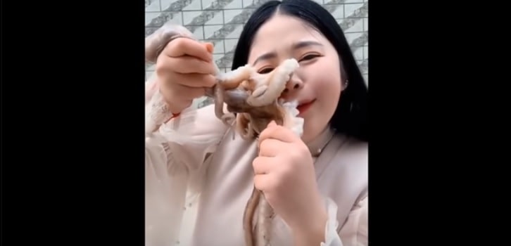 Polpo si ribella alla blogger che prova a mangiarselo vivo