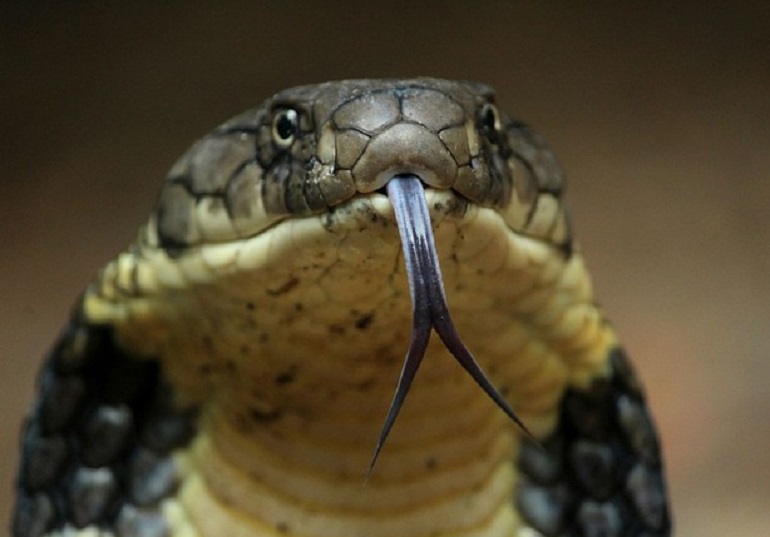 India, serpente lo morde. Lui morde il serpente. Muoiono entrambi (foto Ansa)