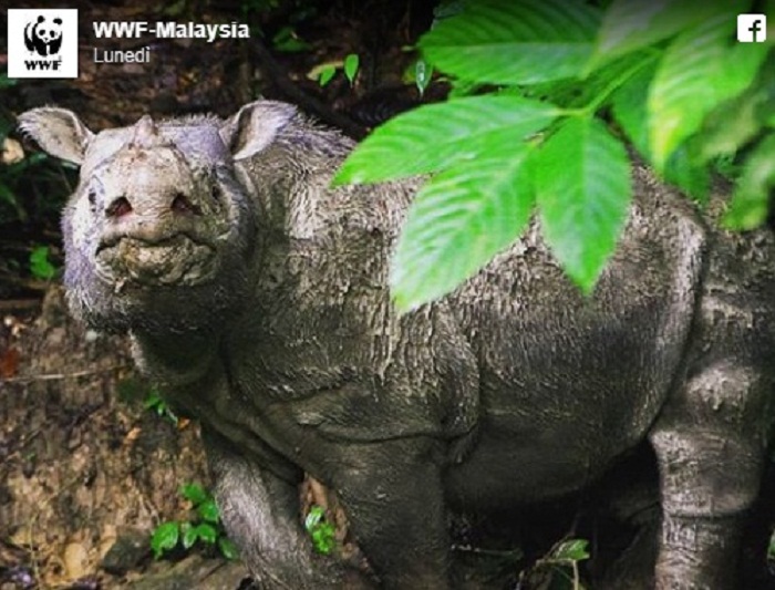 Malesia: è morto Tam, l'ultimo rinoceronte di Sumatra maschio