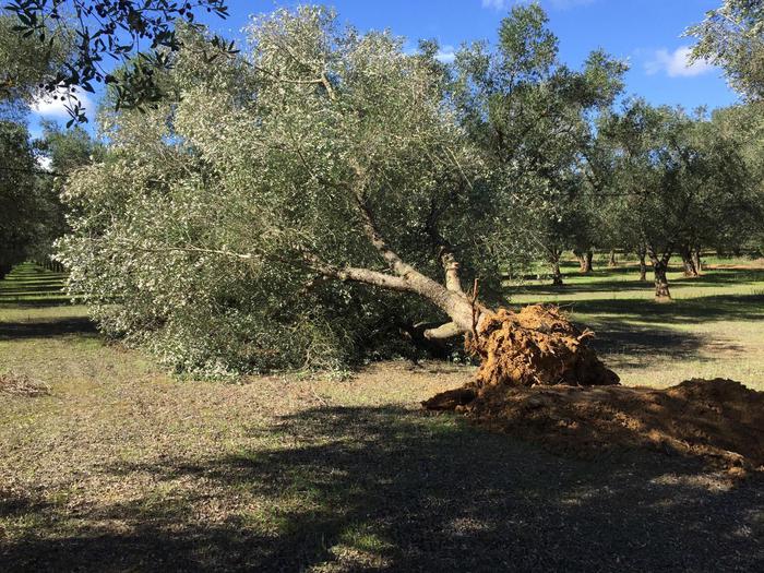 Xylella: "Non c'è cura, tutta l'Europa a rischio". Allarme dell'autorità Ue per la sicurezza alimentare (Efsa)