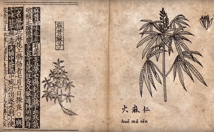Canne, le prime in Cina 2500 anni fa: si fumavano nei riti di sepoltura, si selezionava il thc più forte