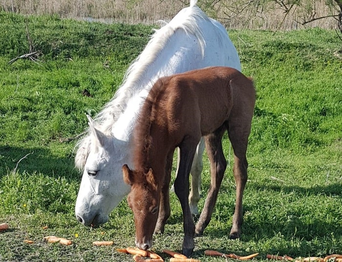 Furti di cavalli vicino Roma: 6 in una settimana, 80 negli ultimi 6 mesi. Destinazione macello?