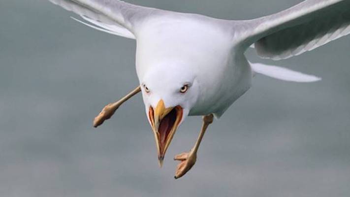 Caserta, colpito in moto da un gabbiano: Nicola Nacchia muore a 47 anni