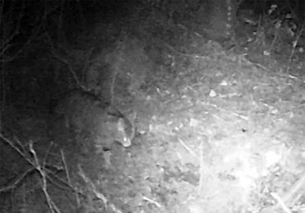 Gatto selvatico avvistato sull'Appennino bolognese: le foto