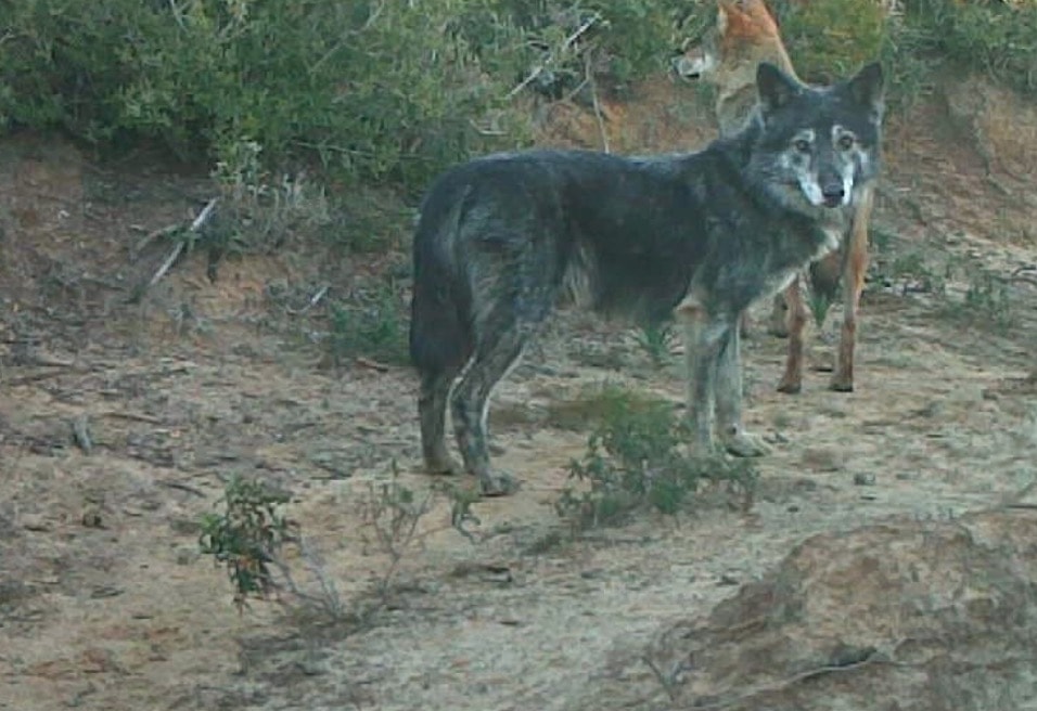 Nerone, metà cane e metà lupo: è lui il capo branco dell'Oasi Lipu di Castel Guido (Roma)
