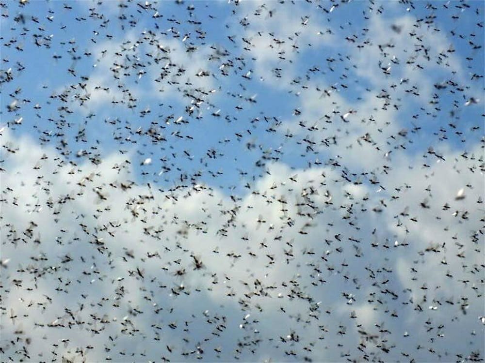 Milano, invasione di moscerini. "Ma non sono pericolosi"