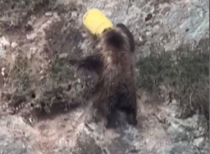 orso bruno muso incastrato