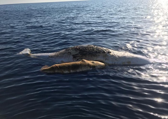 Palmarola: due capodogli, mamma e figlio, morti impigliati in una rete da pesca