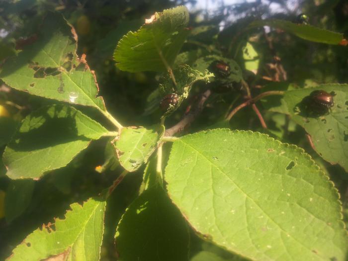 Popillia japonica: l'attesa nei campi coltivati del Nord-ovest del temibile parassita che viene dal Giappone