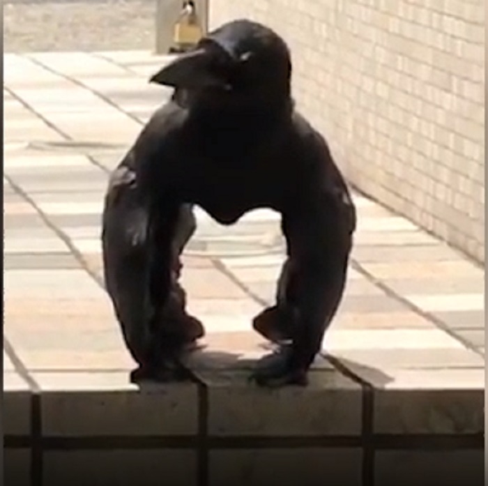 corvo sembra scimmia