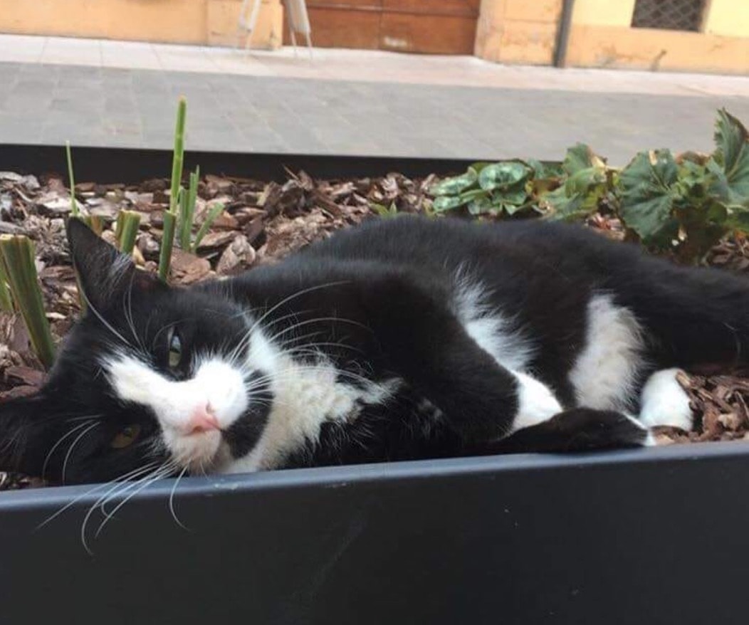 Nonantola (Modena), gatto Silvestro investito e ucciso da un vigile. Rivolta social