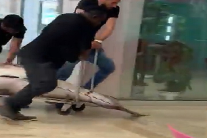 YOUTUBE I camerieri trascinano il tonno... in ascensore. L'Asl chiude il ristorante