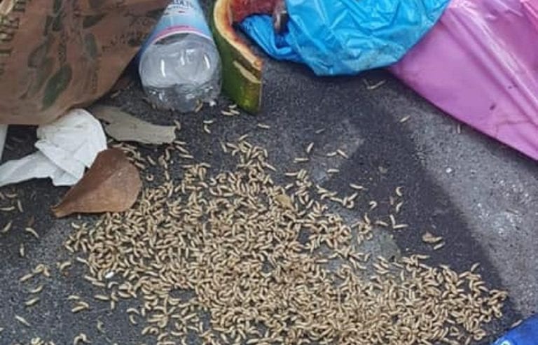 Rifiuti Roma, emergenza sanitaria: la Regione allerta le Asl, colonie di vermi sotto l'immondizia