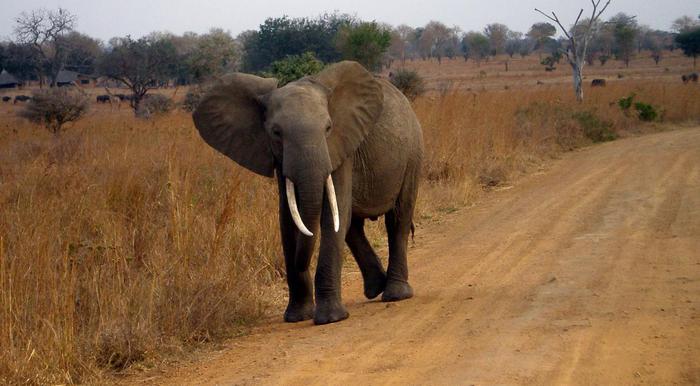 Namibia ucciso elefante