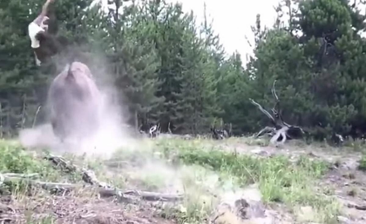 yellowstone bisonte carica bimba