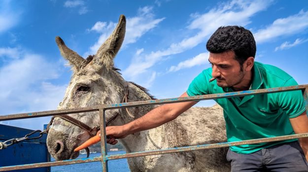 Camilla l'asinella è morta: dopo l'eruzione a Stromboli era stata colpita da una pioggia di lapilli