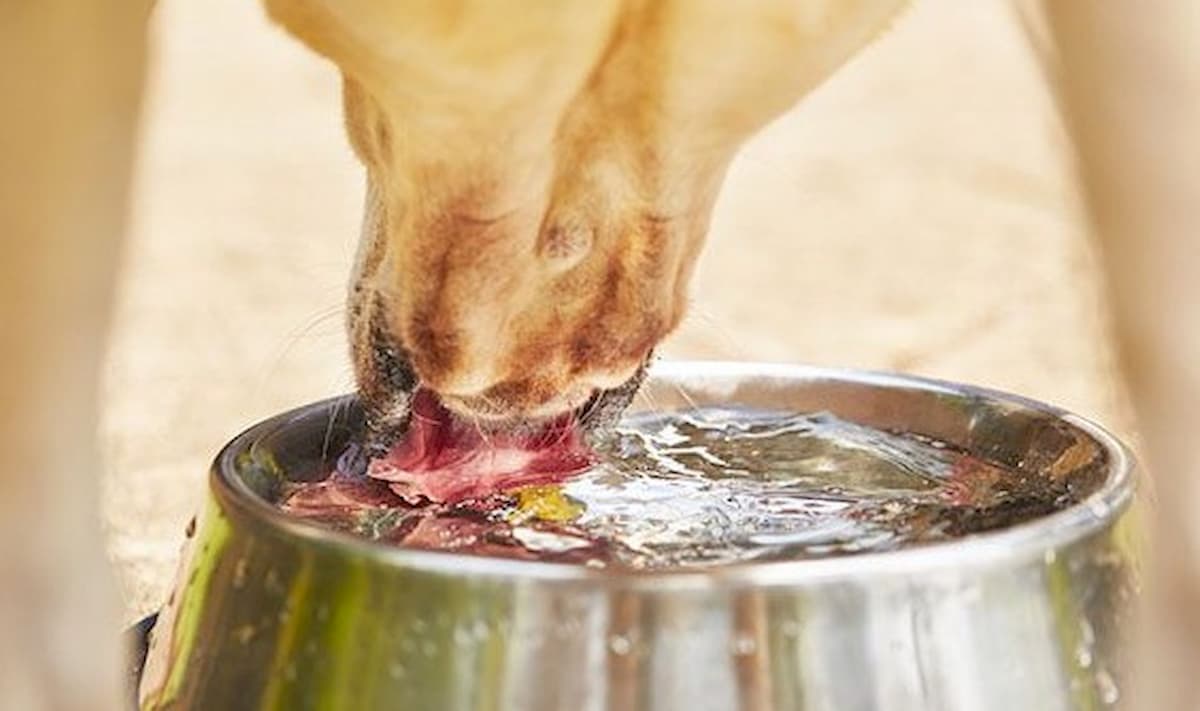 Jesolo, fanno l'aperitivo e chiedono ciotola d'acqua per il cane. Il bar gli addebita 30 centesimi in più