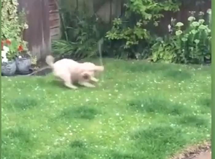 cane insegue la grandine a liverpool